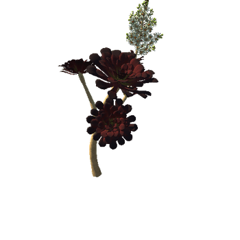 Flower_Aeonium Black Rose 5